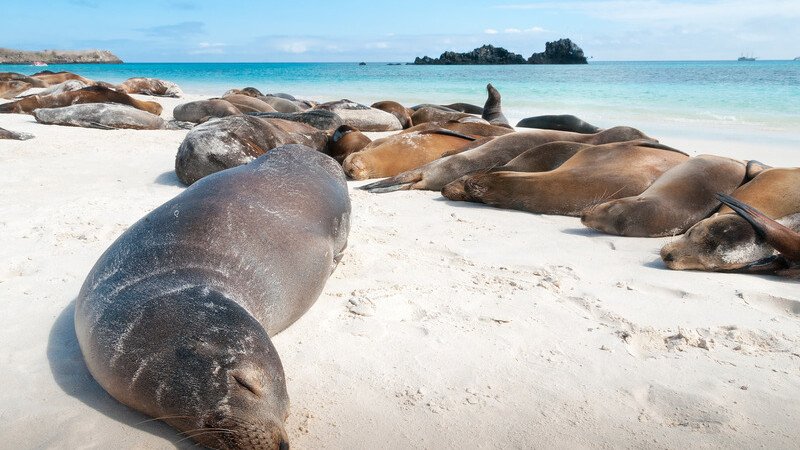 Sea lions Galapagos