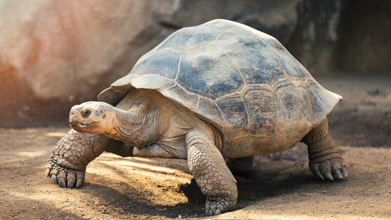 Galapagos tortoise