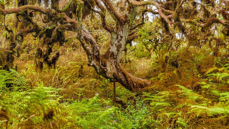 Scalesia Forest Galapagos