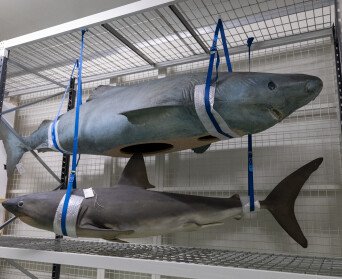 Stichting Texels Museum