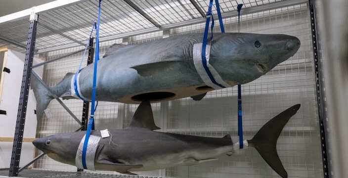 Stichting Texels Museum