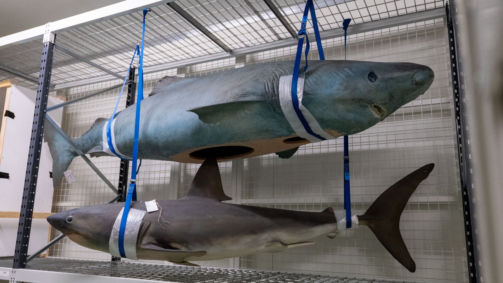 Stichting Texels Museum Sharks