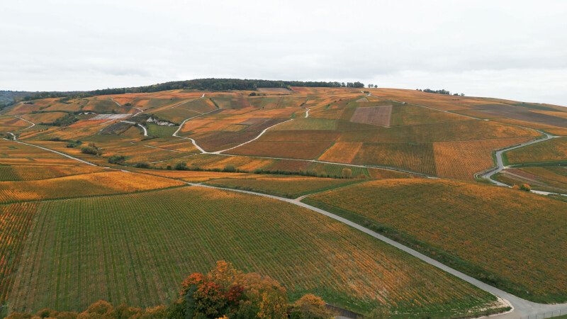 Champagne Bollinger Archive Landscape