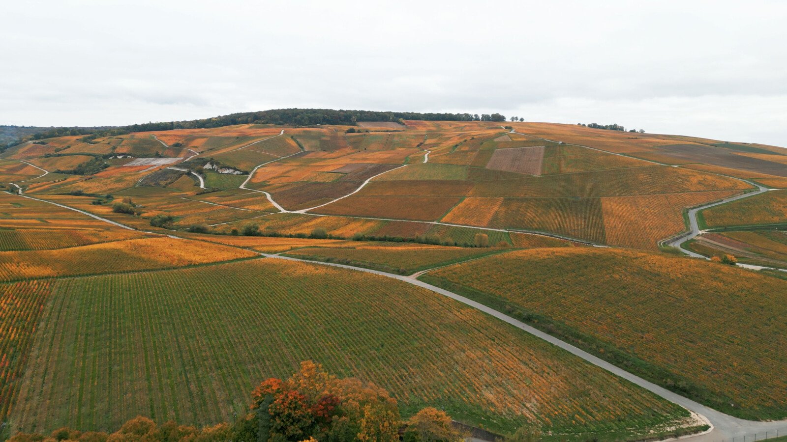 How Champagne Bollinger Preserves Its Heritage with Sustainable, High ...