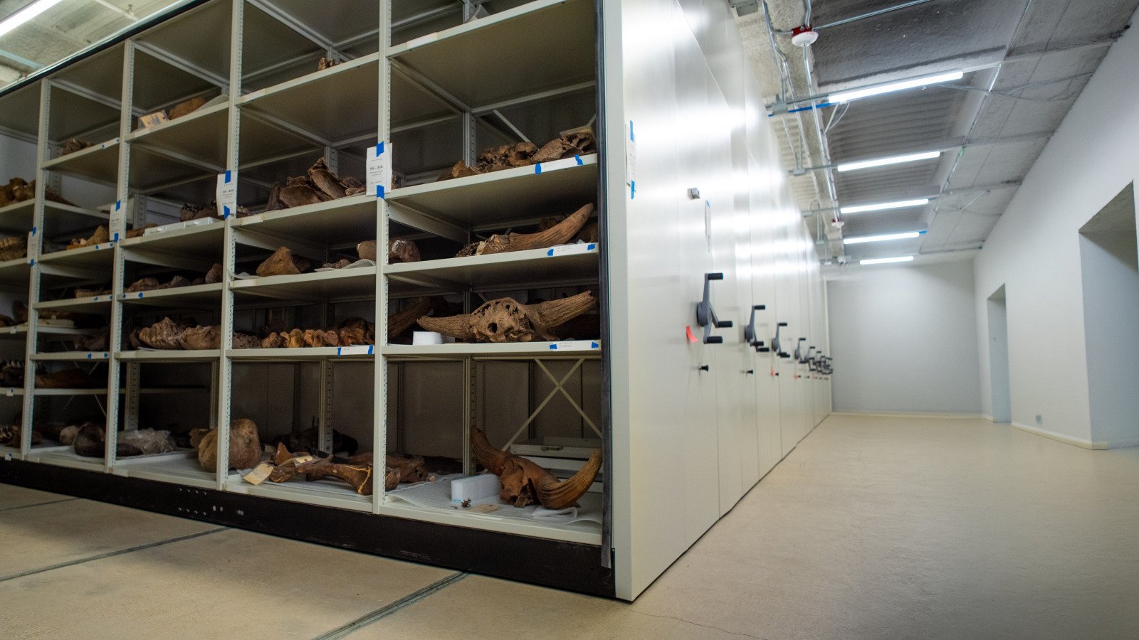 Shelves